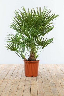 Europese Dwergpalm / Chamaerops Humilis struik 80-100 cm