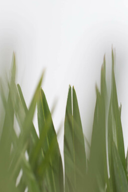 Dwergpalm Chamaerops Humilis Vulcano Struik 100-125 Pot Dwergpalm / Chamaerops Humilis Vulcano struik 100-125 cm