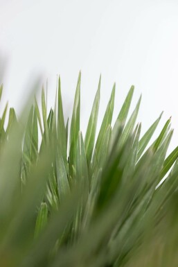Dwergpalm / Chamaerops Humilis Vulcano struik 80-100 cm