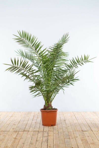 Canarische Dadelpalm Phoenix Canariensi Struik 125-150 Pot Canarische Dadelpalm / Phoenix Canariensis struik 125-150 cm