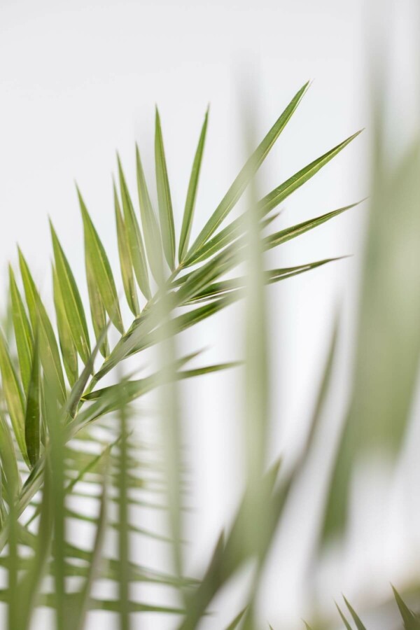 Canarische Dadelpalm Phoenix Canariensi Struik 125-150 Pot Canarische Dadelpalm / Phoenix Canariensis struik 125-150 cm