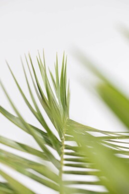 Canarische Dadelpalm Phoenix Canariensi Struik 125-150 Pot Canarische Dadelpalm / Phoenix Canariensis struik 125-150 cm