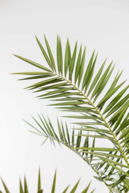 Canarische Dadelpalm / Phoenix Canariensis struik 175-200 cm