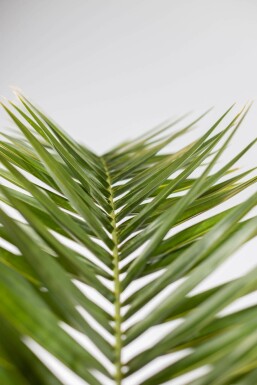 Canarische Dadelpalm / Phoenix Canariensis struik 175-200 cm