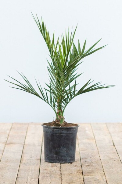 Canarische Dadelpalm Phoenix Canariensi Struik 20-40 Pot Canarische Dadelpalm / Phoenix Canariensis struik 20-40 cm