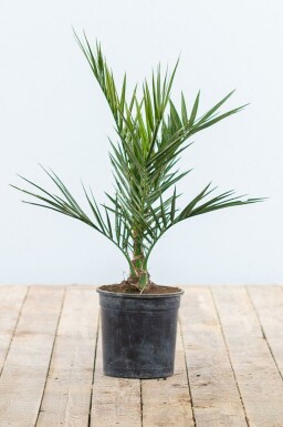 Canarische Dadelpalm Phoenix Canariensi Struik 20-40 Pot