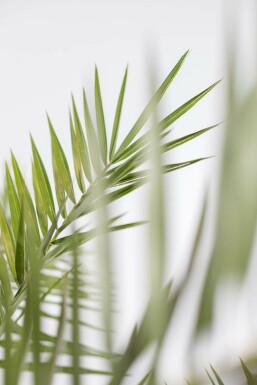 Canarische Dadelpalm Phoenix Canariensi Struik 20-40 Pot Canarische Dadelpalm / Phoenix Canariensis struik 20-40 cm