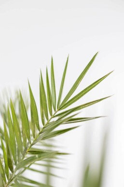 Canarische Dadelpalm / Phoenix Canariensis struik 40-60 cm