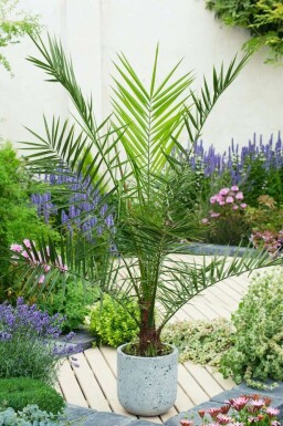 Canarische Dadelpalm Phoenix Canariensi Struik 40-60 Pot Canarische Dadelpalm / Phoenix Canariensis struik 40-60 cm