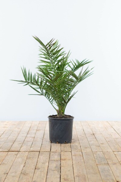 Canarische Dadelpalm Phoenix Canariensi Struik 60-80 Pot Canarische Dadelpalm / Phoenix Canariensis struik 60-80 cm
