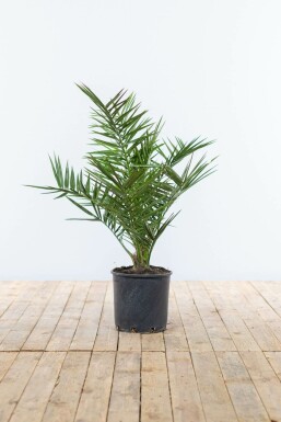 Canarische Dadelpalm Phoenix Canariensi Struik 60-80 Pot