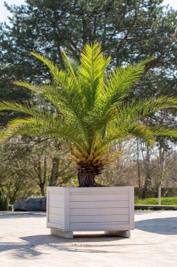 Canarische Dadelpalm / Phoenix Canariensis struik 60-80 cm