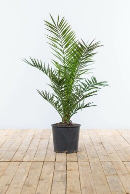 Canarische Dadelpalm Phoenix Canariensi Struik 80-100 Pot Canarische Dadelpalm / Phoenix Canariensis struik 80-100 cm