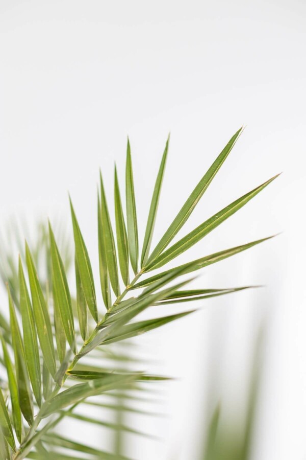 Canarische Dadelpalm Phoenix Canariensi Struik 80-100 Pot Canarische Dadelpalm / Phoenix Canariensis struik 80-100 cm