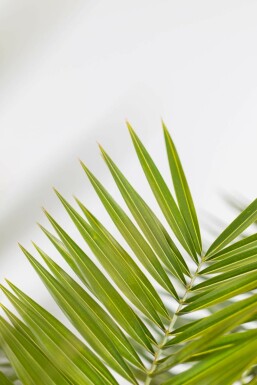 Canarische Dadelpalm / Phoenix Canariensis struik 80-100 cm