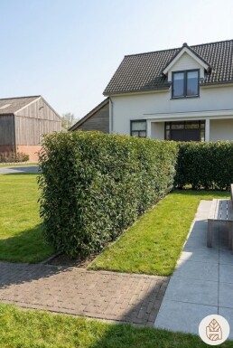 Laurierkers / Portugese Laurier Prunus Lusitanica Angustifolia 100-125 cm