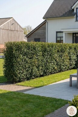 Laurierkers / Portugese Laurier Prunus Lusitanica Angustifolia 100-125 cm