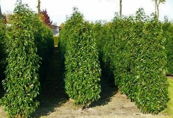 Portugese laurier Prunus lusitanica Angustifolia Haag 60-80 Kluit Laurierkers / Portugese Laurier Prunus Lusitanica Angustifolia 60-80 cm