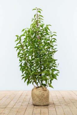 Laurierkers / Portugese Laurier Prunus Lusitanica Angustifolia 80-100 cm