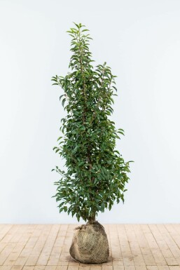 Laurierkers / Portugese Laurier Prunus Lusitanica Angustifolia 125-150 cm