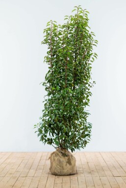 Portugese laurier Prunus lusitanica Angustifolia Haag 150-175 Kluit Laurierkers / Portugese Laurier Prunus Lusitanica Angustifolia 150-175 cm