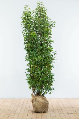 Laurierkers / Portugese Laurier Prunus Lusitanica Angustifolia 175-200 cm