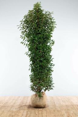 Laurierkers / Portugese Laurier Prunus Lusitanica Angustifolia 200-225 cm