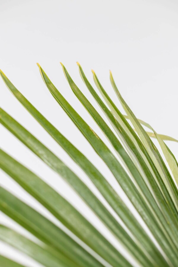 Chinese Waaierpalm Trachycarpus Fortunei Op stam Stamhoogte 100-120 Hoogte 225-250 Pot Chinese Waaierpalm / Trachycarpus Fortunei op stam 225-250 cm