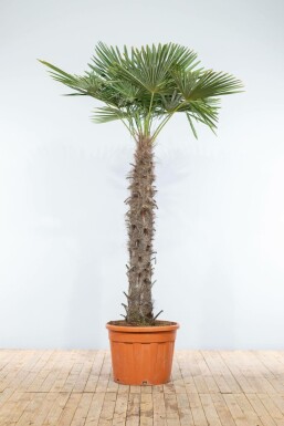 Chinese Waaierpalm / Trachycarpus Fortunei op stam