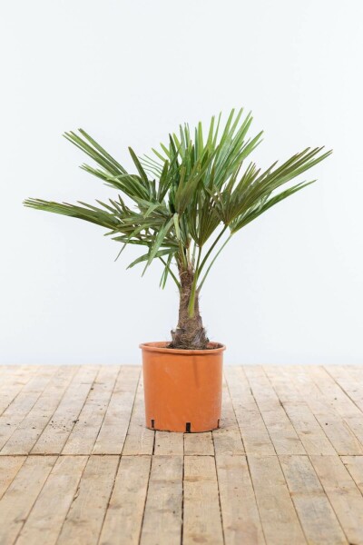 Chinese Waaierpalm / Trachycarpus Fortunei op stam 80-100 cm