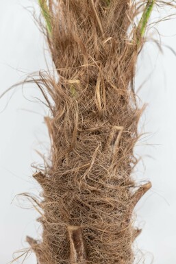 Chinese Waaierpalm Trachycarpus Fortunei Op stam Stamhoogte 20-30 Hoogte 100-125 Pot Chinese Waaierpalm / Trachycarpus Fortunei op stam 100-125 cm