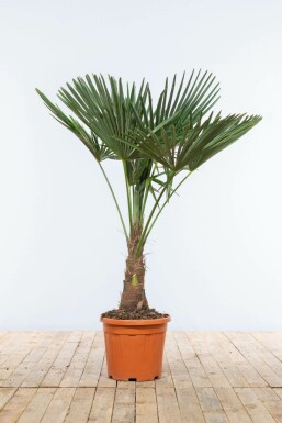 Chinese Waaierpalm / Trachycarpus Fortunei op stam