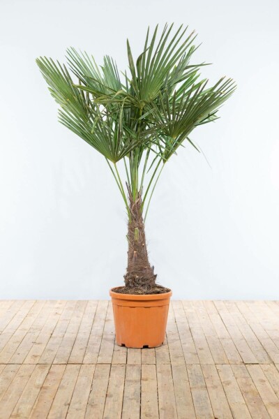 Chinese Waaierpalm / Trachycarpus Fortunei op stam 150-175 cm