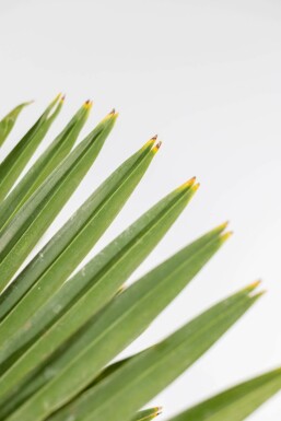 Chinese Waaierpalm / Trachycarpus Fortunei op stam 150-175 cm