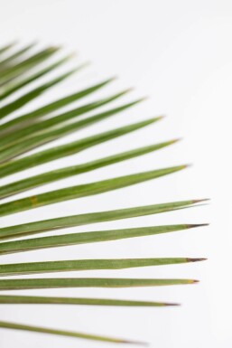 Chinese Waaierpalm / Trachycarpus Fortunei op stam 150-175 cm