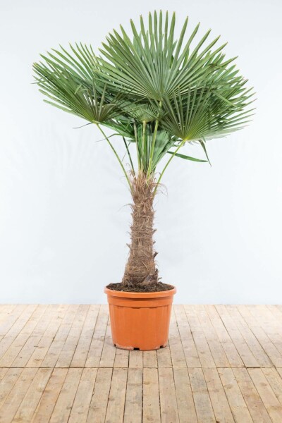 Chinese Waaierpalm / Trachycarpus Fortunei op stam 175-200 cm