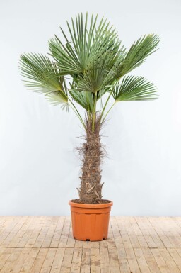 Chinese Waaierpalm / Trachycarpus Fortunei op stam