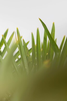 Chinese Waaierpalm Trachycarpus Fortunei Op stam Stamhoogte 80-100 Hoogte 200-225 Pot Chinese Waaierpalm / Trachycarpus Fortunei op stam 200-225 cm