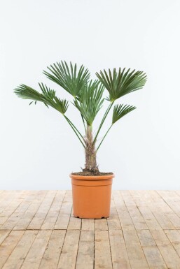 Wagnerpalm / Trachycarpus Wagnerianus op stam 80-100 cm