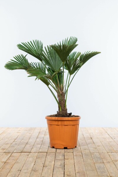 Wagnerpalm Trachycarpus Wagnerianus Op stam 20-30 80-100 Pot Wagnerpalm / Trachycarpus Wagnerianus op stam 80-100 cm