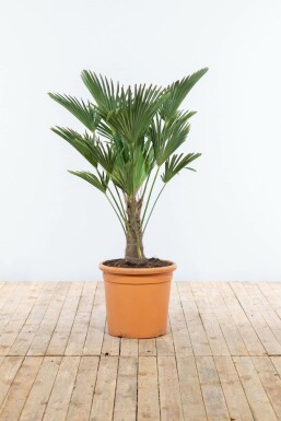 Wagnerpalm Trachycarpus Wagnerianus Op stam 30-40 100-125 Pot Wagnerpalm / Trachycarpus Wagnerianus op stam 100-125 cm