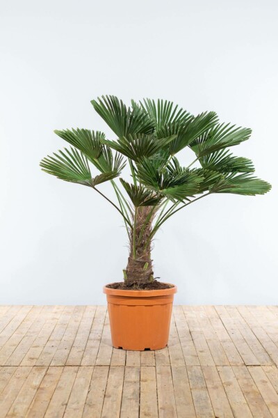 Wagnerpalm / Trachycarpus Wagnerianus op stam 100-125 cm