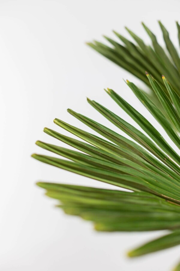 Wagnerpalm Trachycarpus Wagnerianus Op stam 50-60 125-150 Pot Wagnerpalm / Trachycarpus Wagnerianus op stam 125-150 cm