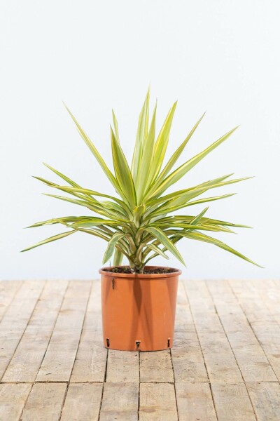 Palm / Yucca Elephantipes Jewel struik 40-60 cm