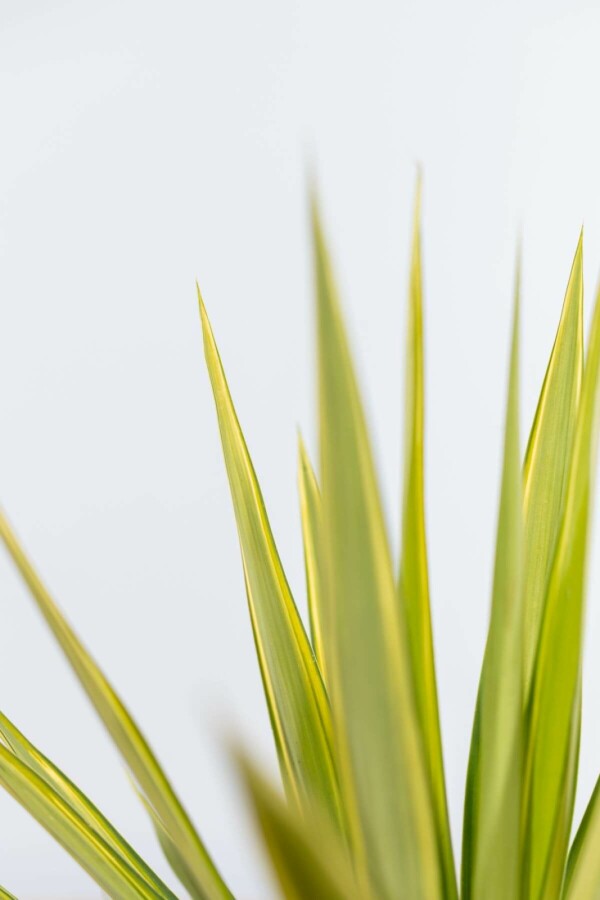 Palm Yucca Elephantipes Jewel Struik 40-60 Pot Palm / Yucca Elephantipes Jewel struik 40-60 cm