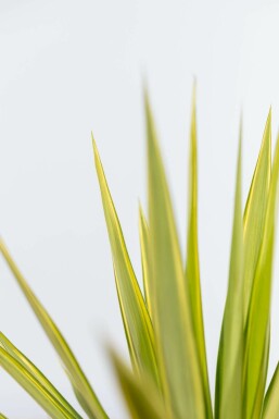 Palm Yucca Elephantipes Jewel Struik 40-60 Pot Palm / Yucca Elephantipes Jewel struik 40-60 cm