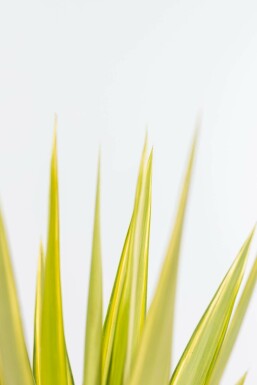 Palm / Yucca Elephantipes Jewel struik 40-60 cm