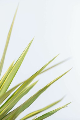 Palm Yucca Elephantipes Jewel Struik 40-60 Pot Palm / Yucca Elephantipes Jewel struik 40-60 cm