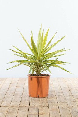 Palm / Yucca Elephantipes Jewel struik 60-80 cm