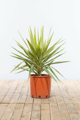 Palm / Yucca Elephantipes Jewel struik 80-100 cm